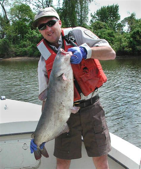 Delicious Break For Louisianas Wild Caught Catfish Gulf Seafood News