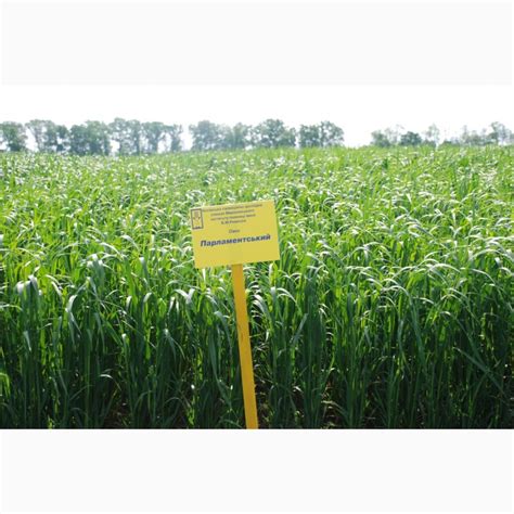 Продам овес посівний, купити овес посівний — Agro-Ukraine
