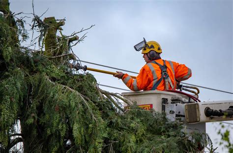 tree service trimming 6