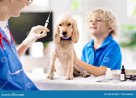 Vet With Dog Puppy At Veterinarian Doctor Stock Photo Image Of Exam