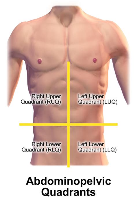 Figure 12 3 Four Quadrants Of The Abdomen Nursing Skills NCBI