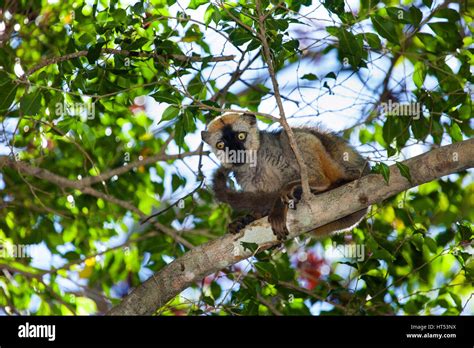 Red De Madagascar Hi Res Stock Photography And Images Alamy