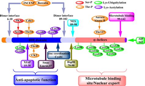 Structure And Function Of Survivin Protein Various Functional Motifs Download Scientific