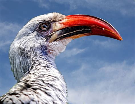 Red-billed hornbill | Shutterbug