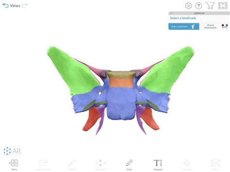 Sphenoid Ethmoid And Rest Of Facial Bones Functions Flashcards Quizlet