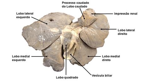 Atlas de Anatomia Descritiva dos Animais Domésticos