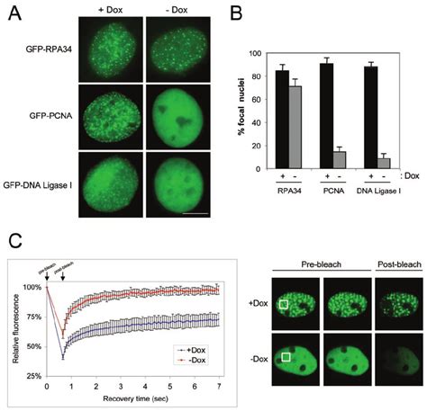 Frap Analysis Reveals The Mobilization Of Gfp Pcna And Downstream