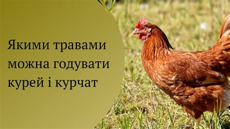 Якими травами можна годувати курей і курчат - YouTube