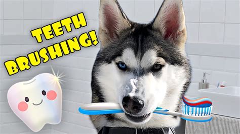 Brushing My Husky Puppys Teeth For The First Time Youtube