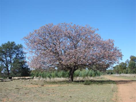 Birds Of Australia Key Plants White Cedar Melia Azedarach