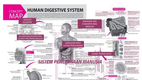 SISTEM PENCERNAAN (BIOLOGI) by king waves on Prezi