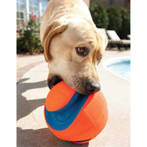 Chuckit Kick Fetch Ball Dog Toy Pet Supplies Online Store