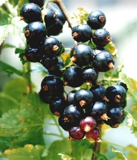 Смородина черная Перун - купить с доставкой по выгодным ценам в ...