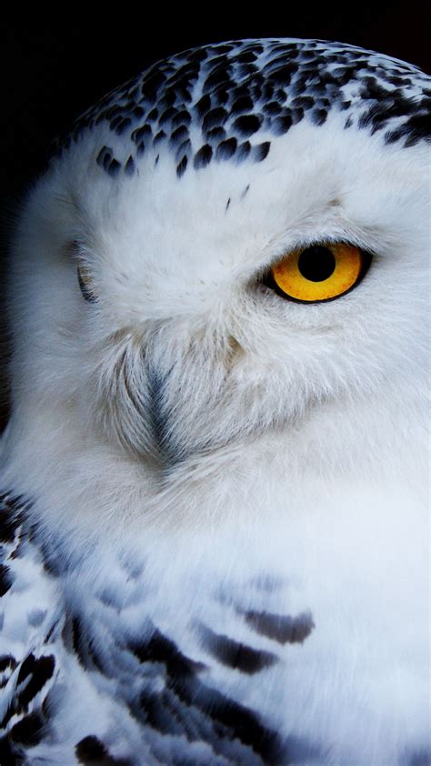 Download Wallpaper 1440x2560 Owl Polar Owl Bird Predator Qhd Samsung