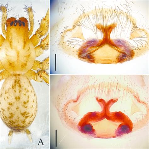 Female Of Draconarius Jiangyongensis A Habitus Dorsal View B Epigyne