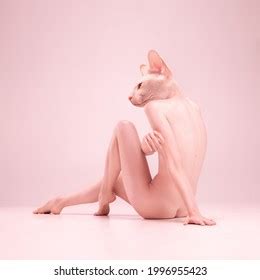 Lady Cat Portrait Elegant Fragile Naked Stock Photo 1996955435 Shutterstock