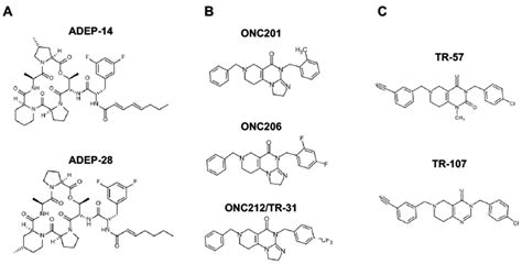 Cancers Free Full Text Targeting Mitochondria With ClpP Agonists As