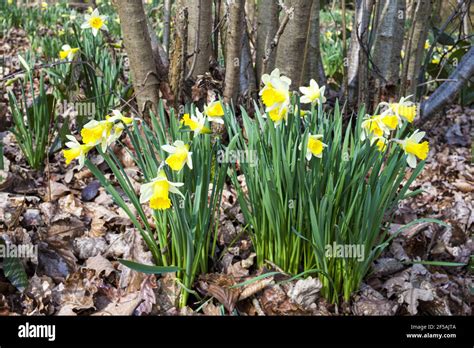 Wild Daffodils Narcissus Pseudonarcissus Growing In Spring At Betty