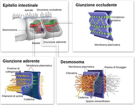 Giunzioni Cellulari Labster Theory