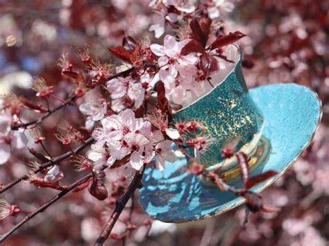 Victorias Teacup Tree Brimming With Beauty — And Inspiration — In Spring