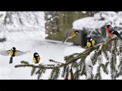 Зима з Шопеном 🎶🎵 ️@@@zima z Fryderykiem Chopinem - YouTube