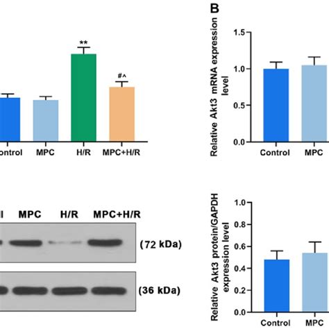 Mpc Regulates The Expression Of Mir P And Akt A Rt Qpcr Was