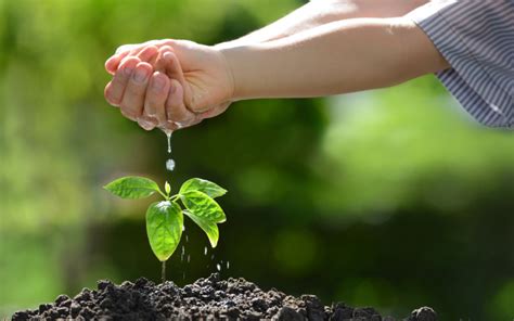 Cara Meningkatkan Efisiensi Penggunaan Nutrisi Tanaman