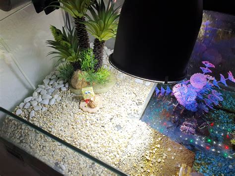 is it normal turtle itching for beginners 2