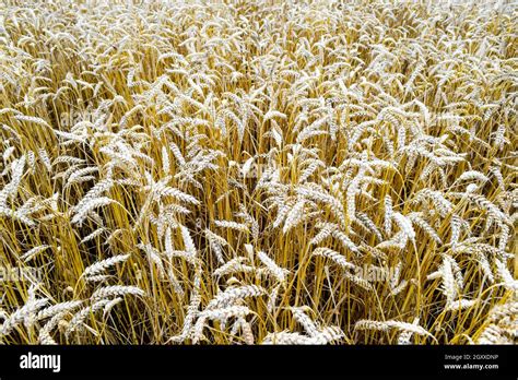 Field Of Wheat Photo Shooting Quadrocopters Field Of Ripe Crops Stock
