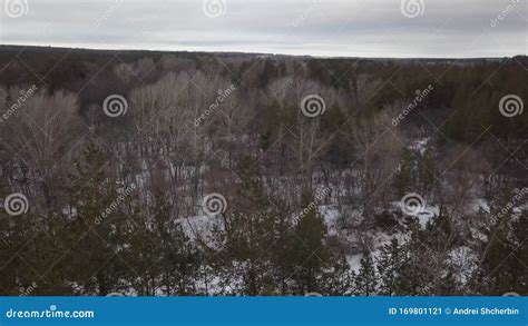 Winter In Woodland Aerial Shot Naked Trees And Green Spruces Stock Video Video Of Trees