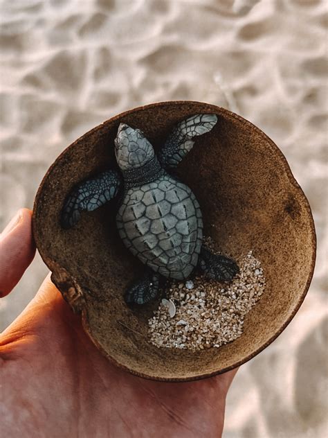 Turtle Release Puerto Escondido Playa Bacocho