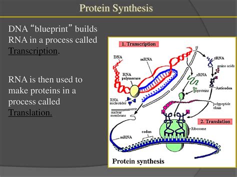 Dna Proteins And Protein Synthesis Ppt Download