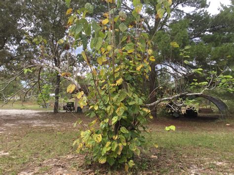 Maintenance Pruning of Mulberry Trees | The Survival Gardener