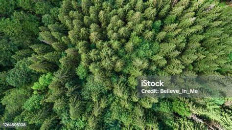 Spruce Mountain Forest From A Birds Eye View Photo From The Drone Stock