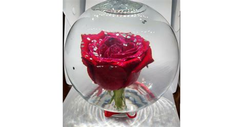 Infinity Rose Glass Globe Where To Buy Rose Globes For Valentine S