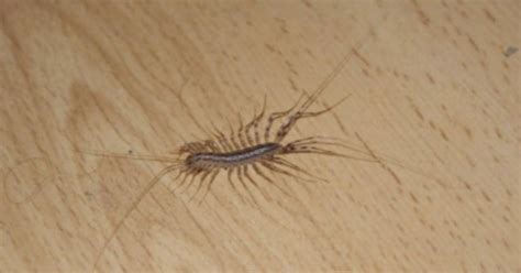 House Centipedes They May Not Be Pretty But Dont Kill Them The