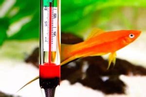 Какой должна быть температура воды в аквариуме