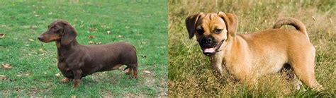 Puggle Vs Dachshund Breed Comparison Petzlover