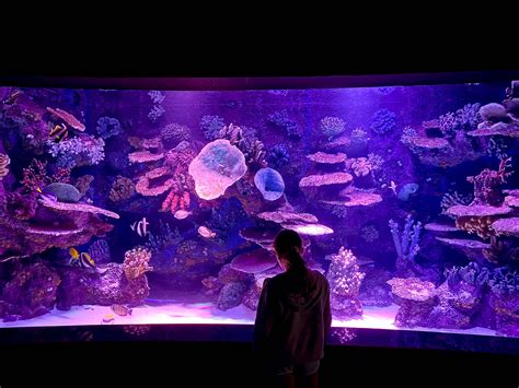 Antalya Aquarium How We Visited Worlds Biggest Tunnel Aquarium