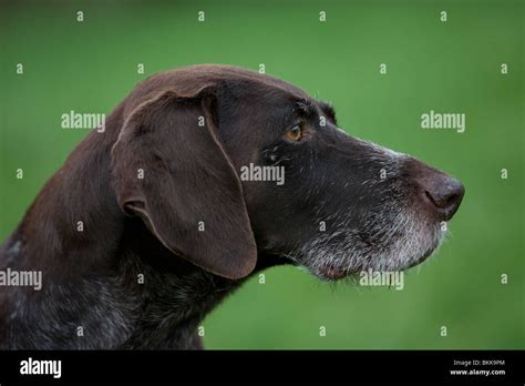 German Wirehaired Pointer Portrait Stock Photo Alamy