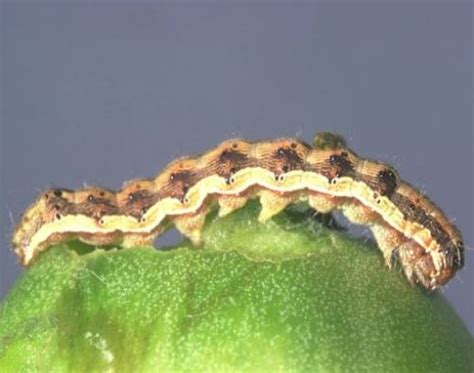 Holes In Tomatoes Helicoverpa Armigera The Tomato Caterpillar