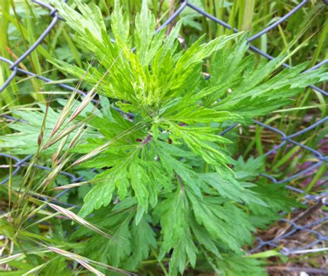 Beobachtung Von Artemisia Verlotiorum Lamotte Verlotscher Beifuss