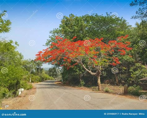 beautiful view  gulmohar tree delonix regia royal poinciana