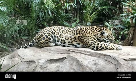 Jaguar Chester zoo Stock Photo - Alamy