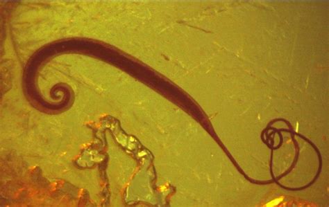 Тетрамизол для голубей: описание, инструкция