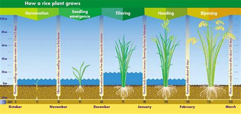 Crop Guide Rice Cultivation Haifa Group