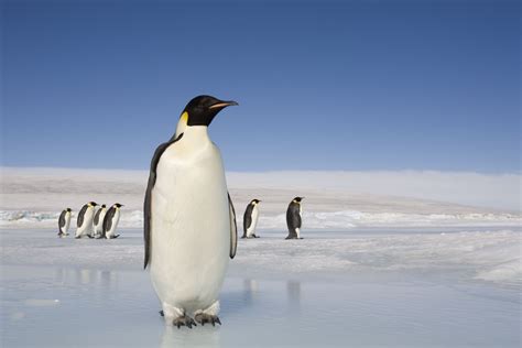 10 Incredible Animals That Live in Antarctica
