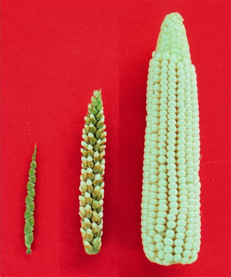 Maize-teosinte - Insanitek