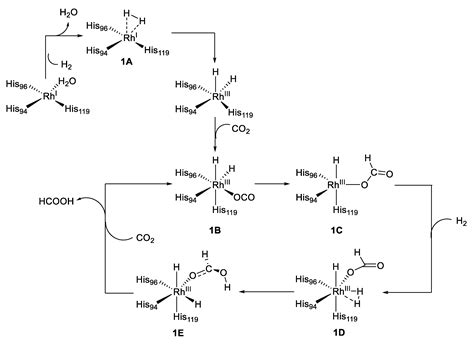 Catalysts Free Full Text Carbonic Anhydrases Versatile And Useful