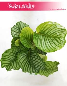 Calathea Orbifolia Kalatea Okr G Olistna Wiat Ro Lin Sklep Z Ro Linami